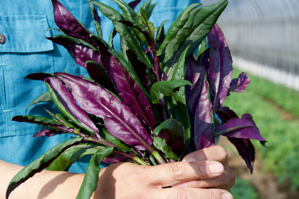 農園たや 公式ホームページ これからの農業を考える福井の農家 農園たや 公式ホームページ これからの農業を考える福井の農家